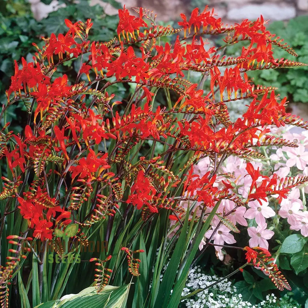 Crocosmia Montbretia Flower Seeds For Planting Vibrant Orange And Red Blooms For Your Garden