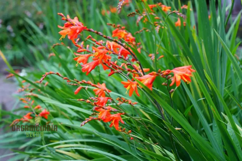 Crocosmia Montbretia Flower Seeds For Planting Vibrant Orange And Red Blooms For Your Garden