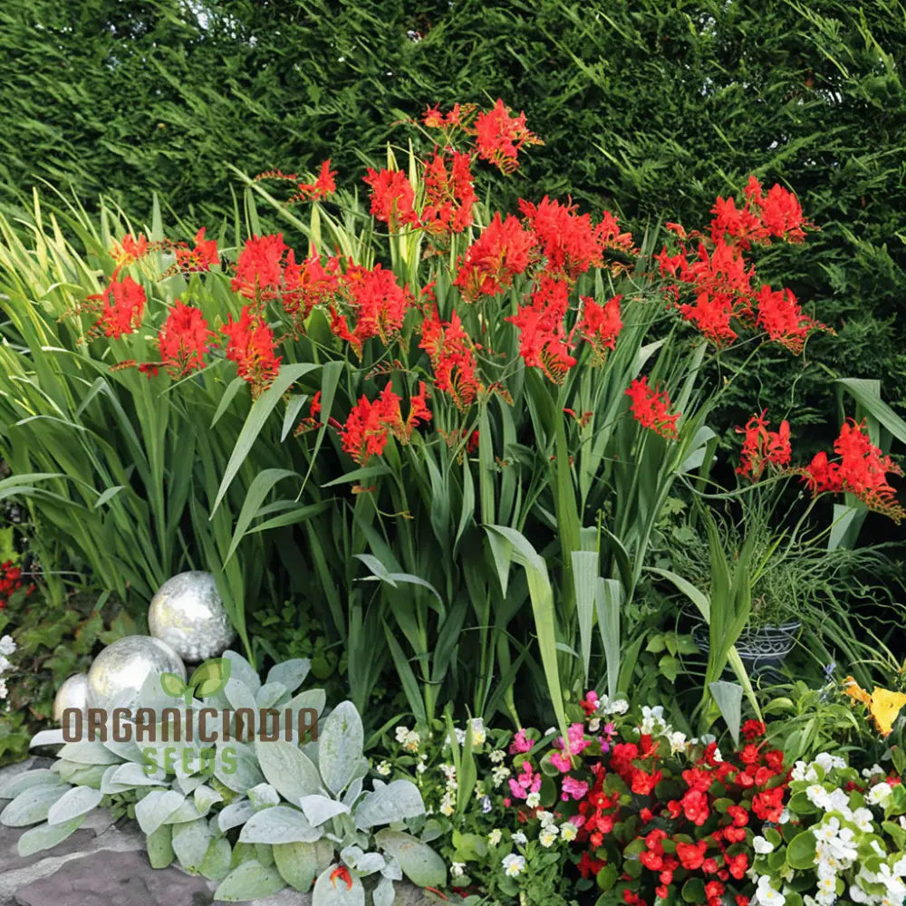 Crocosmia Red Flower Seeds For Vibrant Gardening – Perfect Enthusiasts And Seasoned Gardeners Alike