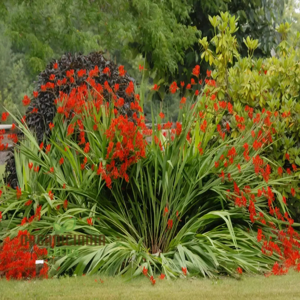 Crocosmia Red Flower Seeds For Vibrant Gardening – Perfect Enthusiasts And Seasoned Gardeners Alike