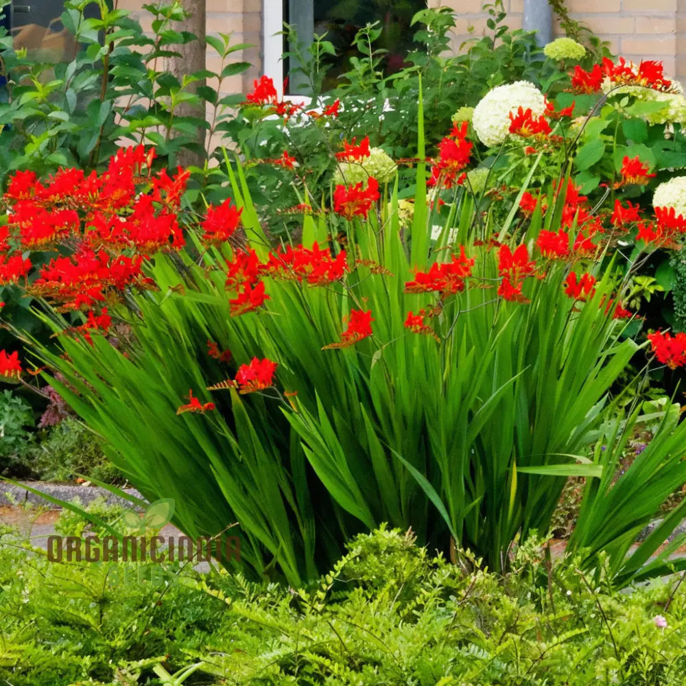 Crocosmia Red Flower Seeds For Vibrant Gardening – Perfect Enthusiasts And Seasoned Gardeners Alike