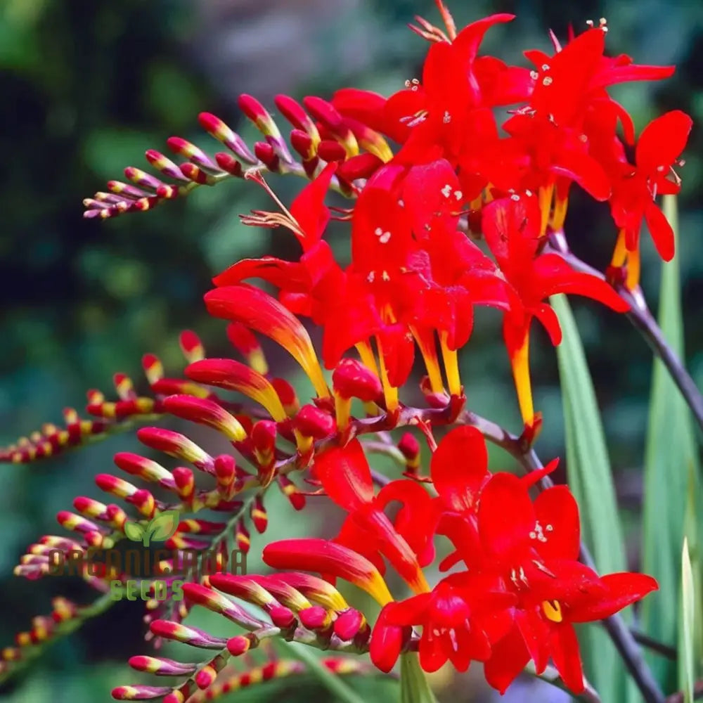 Crocosmia Red Flower Seeds For Vibrant Gardening – Perfect Enthusiasts And Seasoned Gardeners Alike