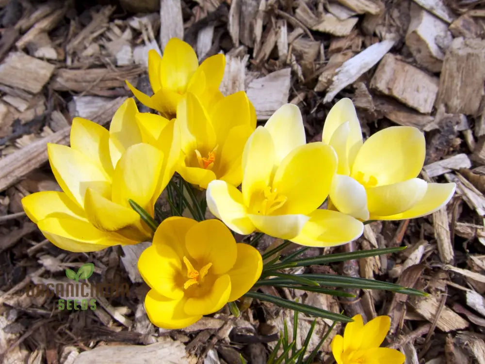 Crocus Chrysanthus Romance Flower Seeds For Planting Gorgeous Golden Yellow For A Beautiful Early