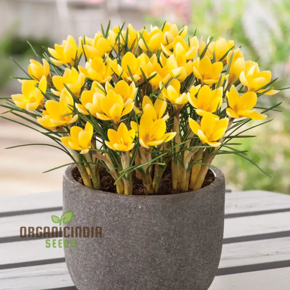 Crocus Chrysanthus Romance Flower Seeds For Planting Gorgeous Golden Yellow For A Beautiful Early