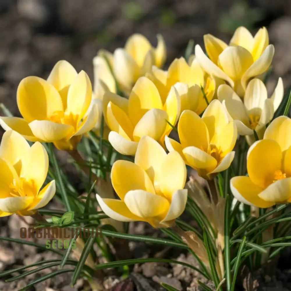 Crocus Chrysanthus Romance Flower Seeds For Planting Gorgeous Golden Yellow For A Beautiful Early