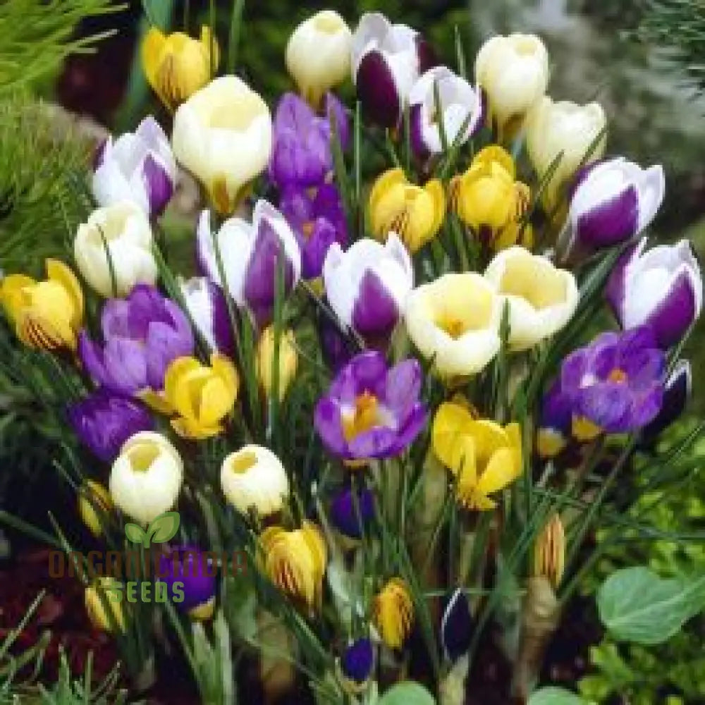 Crocus Species Flower Mix Seeds For Planting A Colorful Blend Of Flowers For A Beautiful Spring