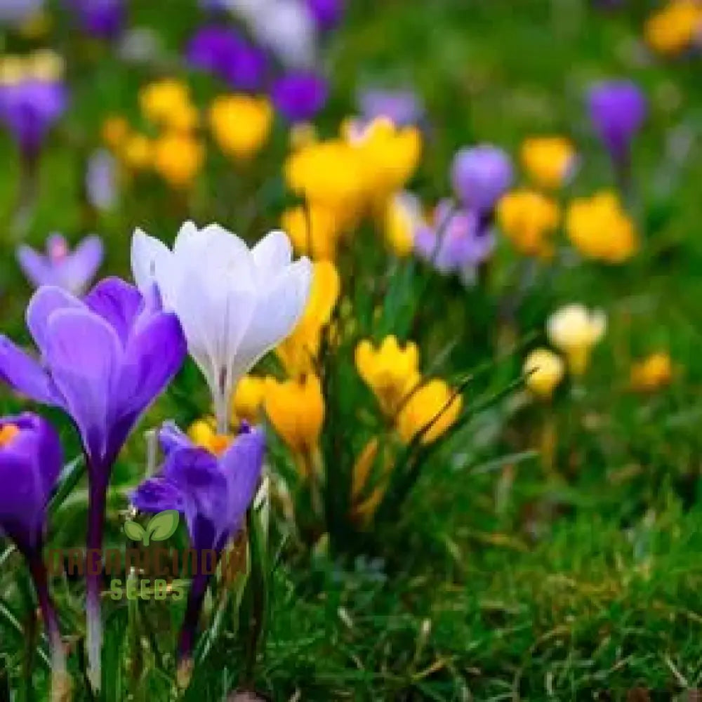 Crocus Species Flower Mix Seeds For Planting A Colorful Blend Of Flowers For A Beautiful Spring