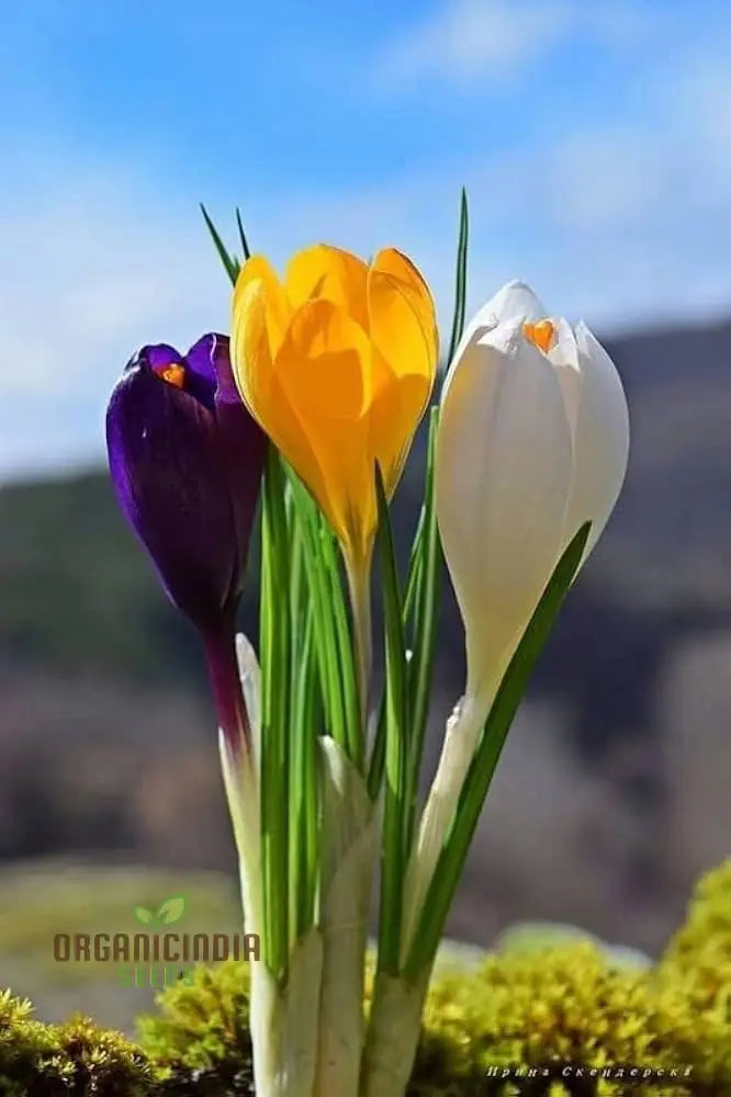 Crocus Species Flower Mix Seeds For Planting A Colorful Blend Of Flowers For A Beautiful Spring