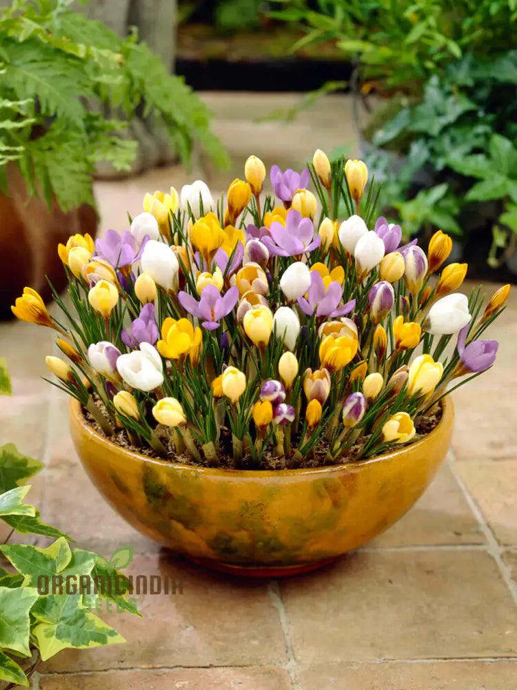 Crocus Species Flower Mix Seeds For Planting A Colorful Blend Of Flowers For A Beautiful Spring