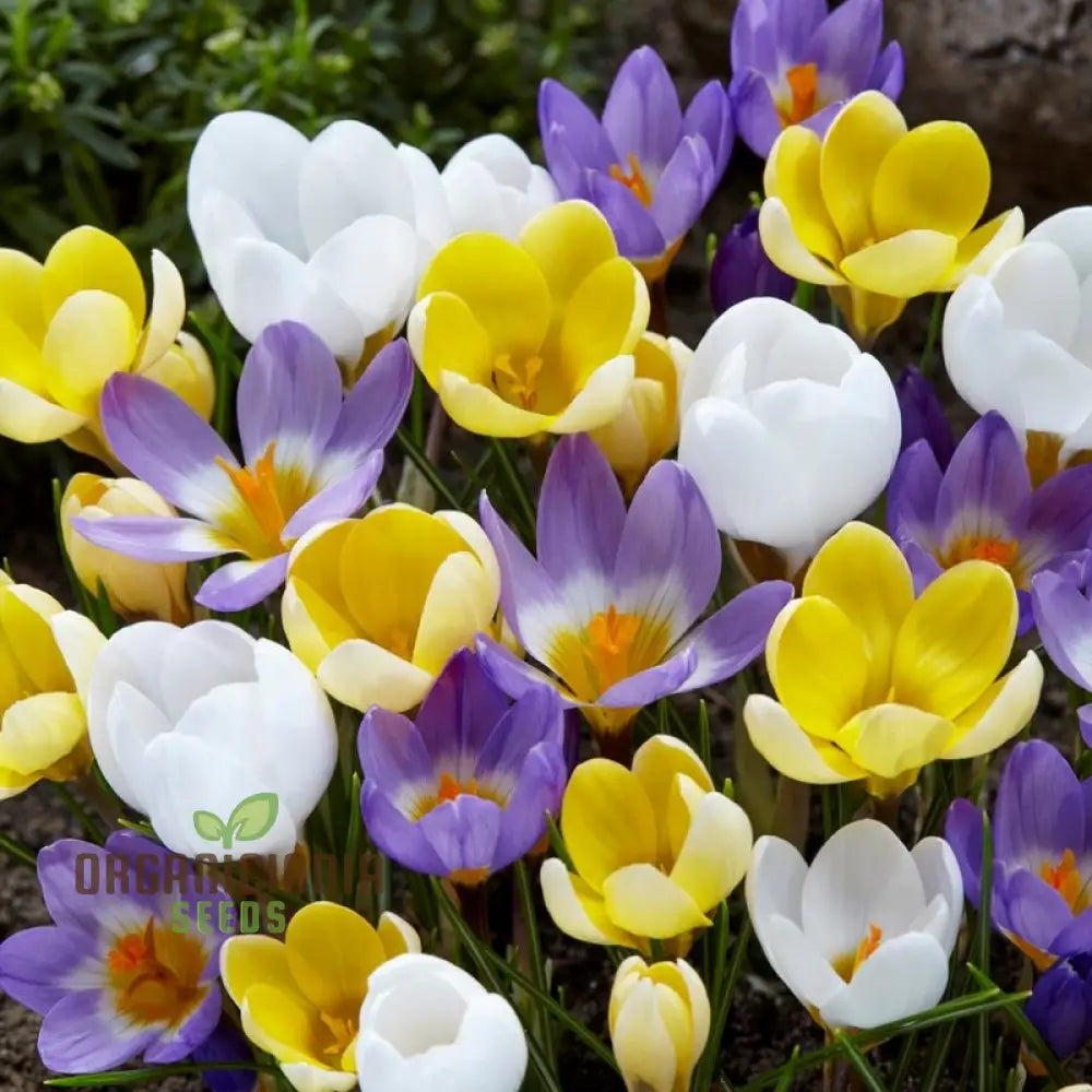 Crocus Species Flower Mix Seeds For Planting A Colorful Blend Of Flowers For A Beautiful Spring