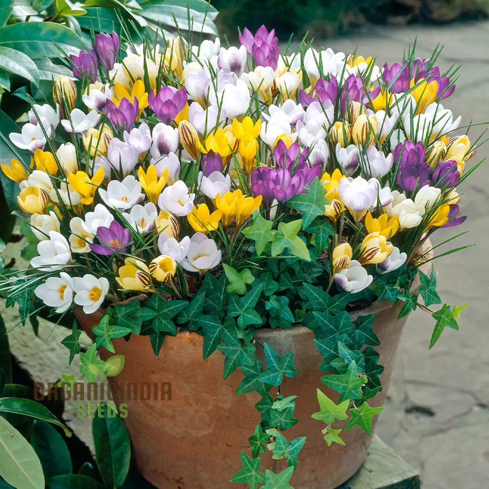 Crocus Species Flower Mix Seeds For Planting A Colorful Blend Of Flowers For A Beautiful Spring