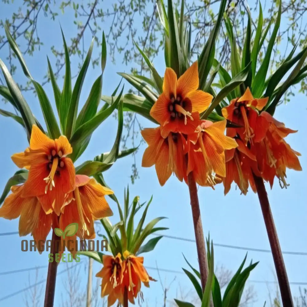 Crown Imperial Fritillaria Flower Seeds - Regal Blooms For Distinctive Garden Elegance Perennials