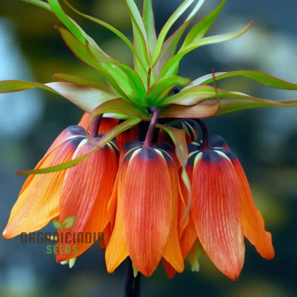 Crown Imperial Fritillaria Flower Seeds - Regal Blooms For Distinctive Garden Elegance Perennials