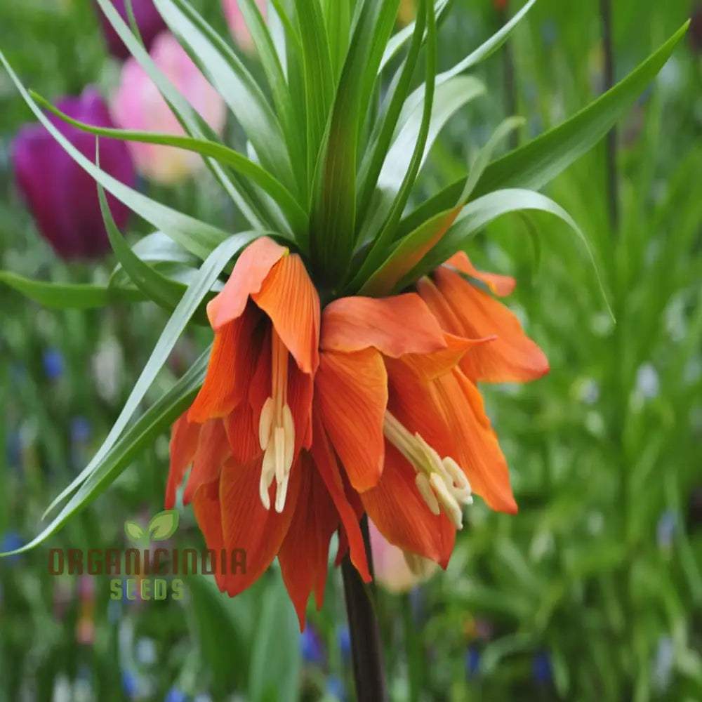 Crown Imperial Fritillaria Flower Seeds - Regal Blooms For Distinctive Garden Elegance Perennials