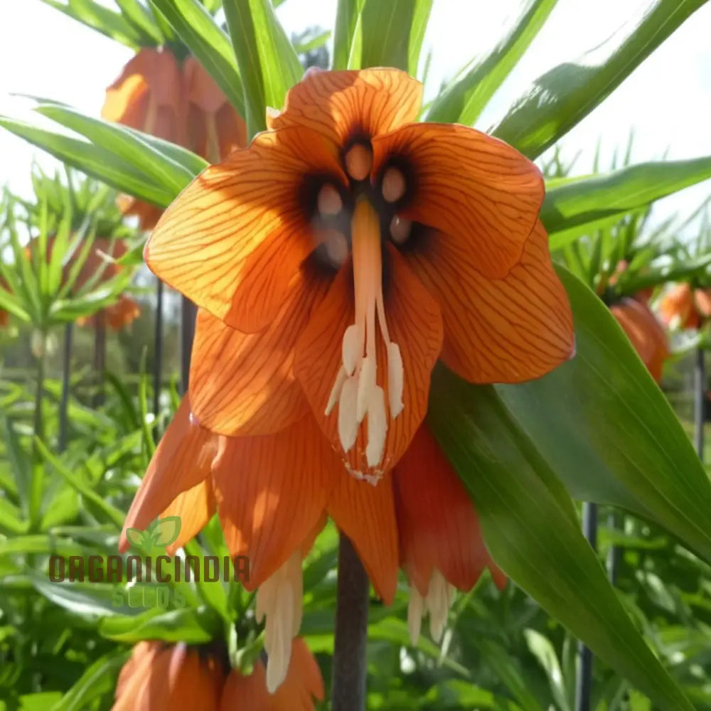 Crown Imperial Fritillaria Flower Seeds - Regal Blooms For Distinctive Garden Elegance Perennials