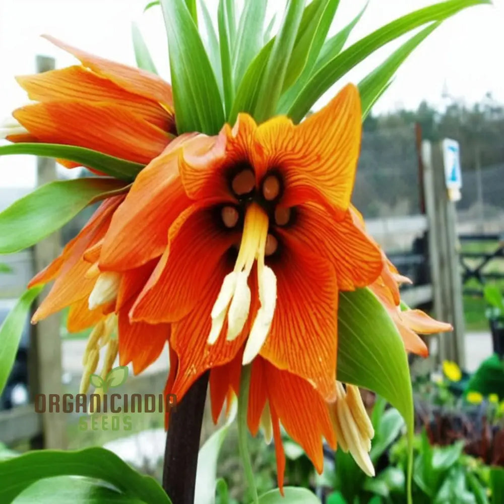 Crown Imperial Fritillaria Flower Seeds - Regal Blooms For Distinctive Garden Elegance Perennials