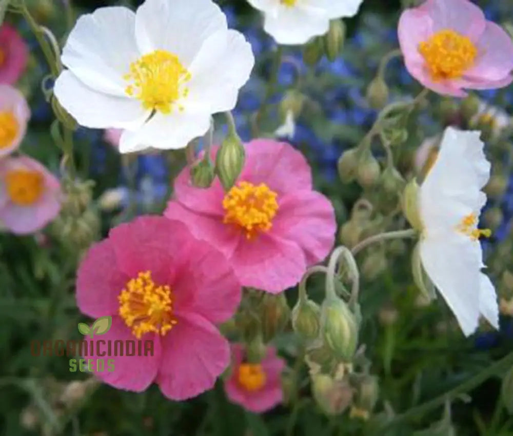 Crown Mixed Helianthemum Seeds Vibrant Flower For Your Garden Premium Gardening Collection Seeds