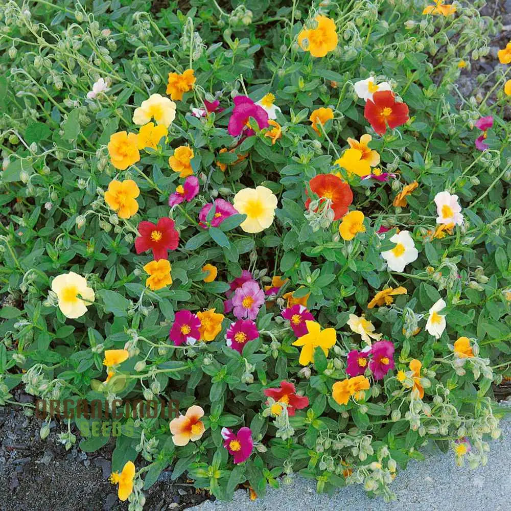 Crown Mixed Helianthemum Seeds Vibrant Flower For Your Garden Premium Gardening Collection Seeds