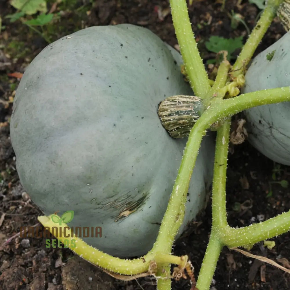 Crown Prince Squash Seeds - Royal Flavor And Texture For Your Culinary Creations Vegetable