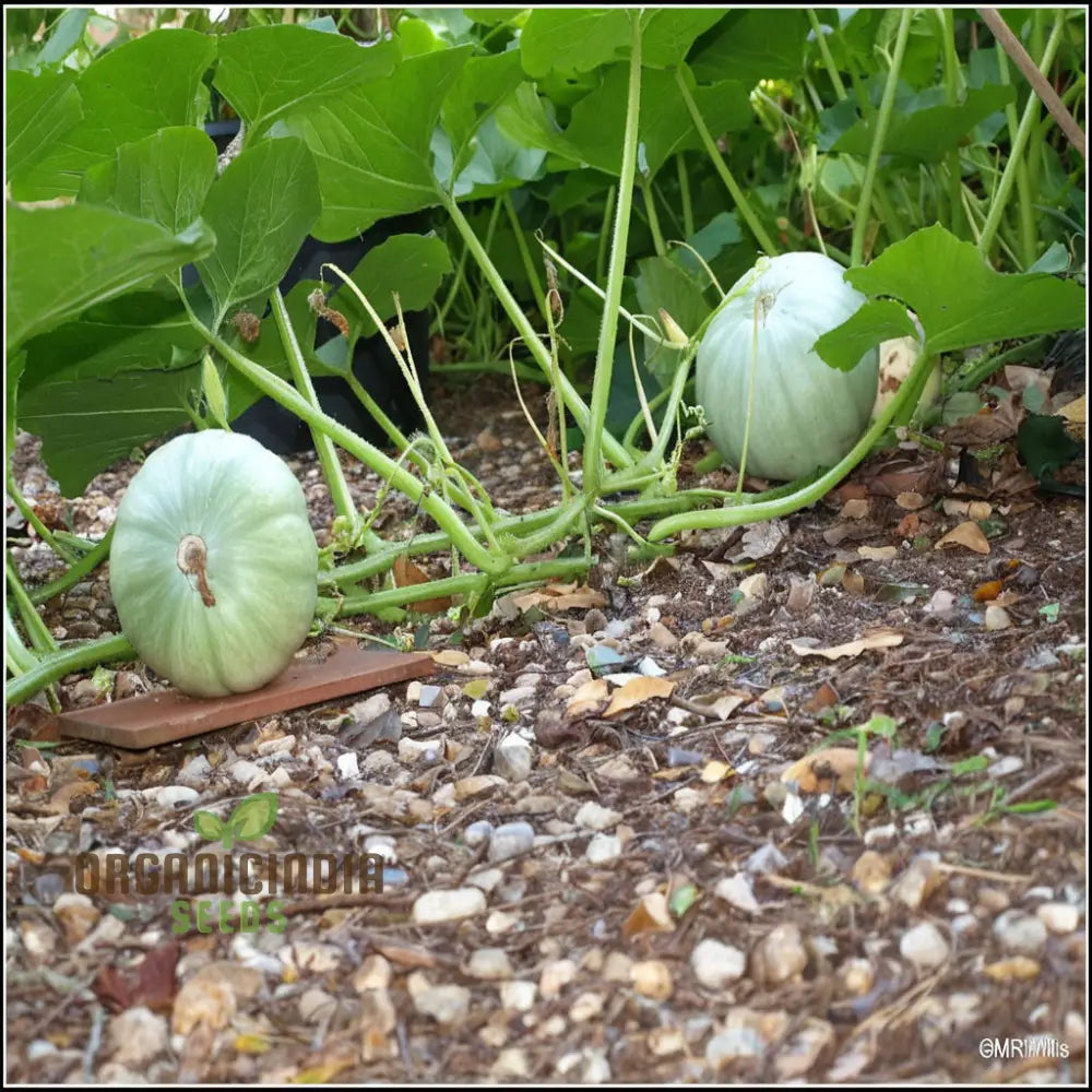 Crown Prince Squash Seeds - Royal Flavor And Texture For Your Culinary Creations Vegetable