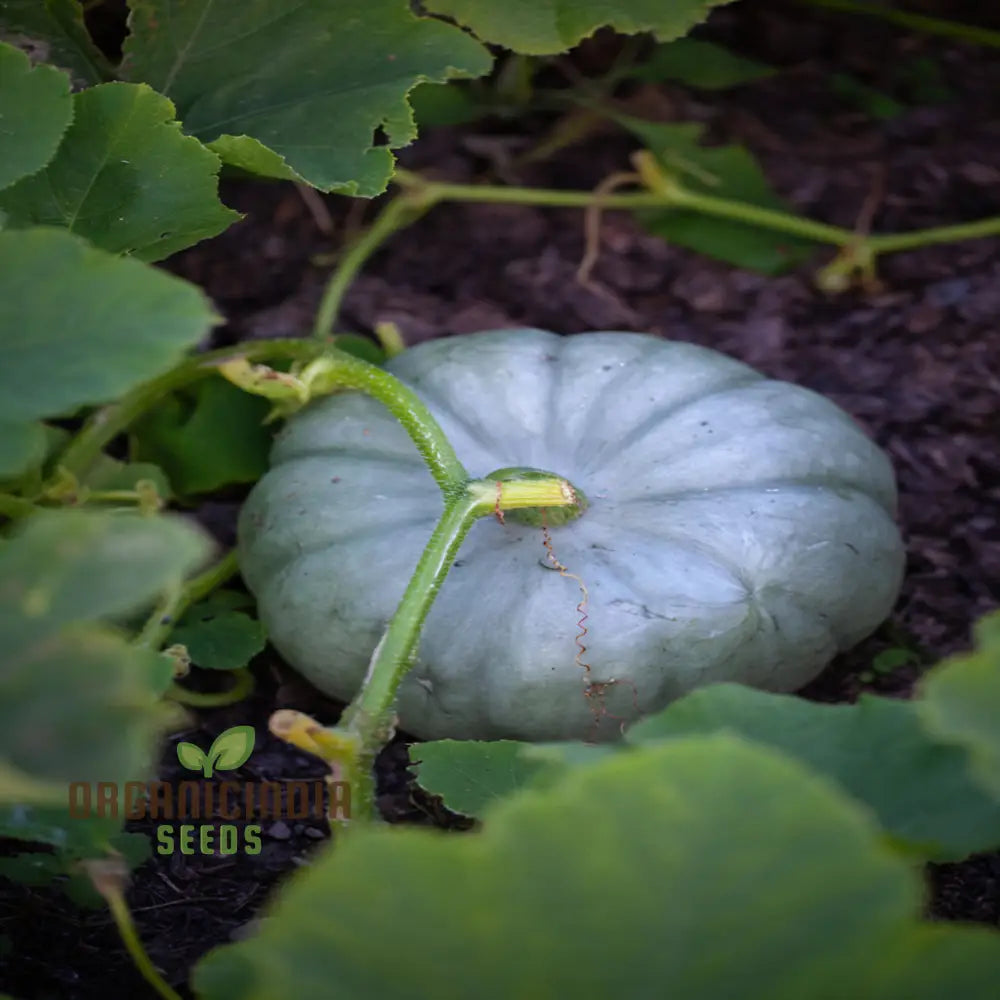 Crown Prince Squash Seeds - Royal Flavor And Texture For Your Culinary Creations Vegetable