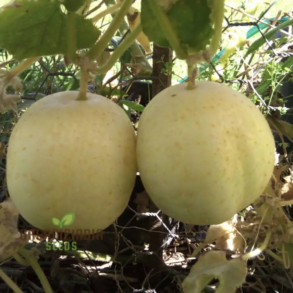 Crystal Apple Cucumber Seeds - Cultivate Sweet And Crunchy Cucumbers For Your Garden