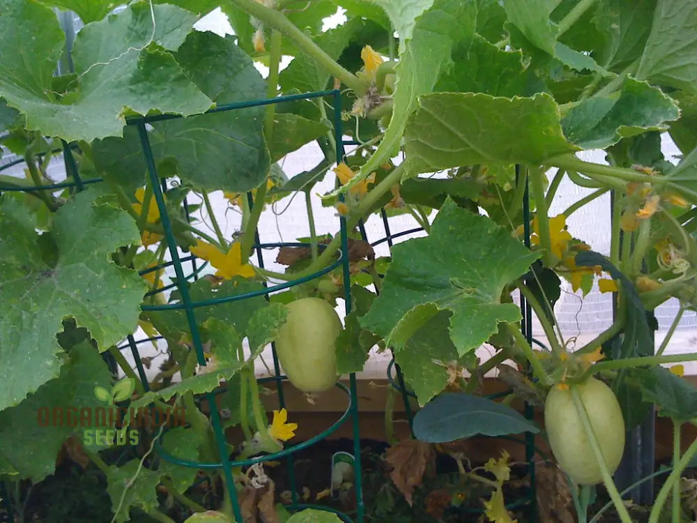 Crystal Apple Cucumber Seeds - Cultivate Sweet And Crunchy Cucumbers For Your Garden