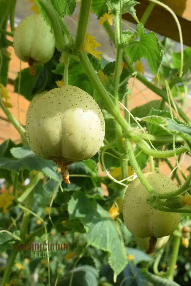 Crystal Apple Cucumber Seeds - Cultivate Sweet And Crunchy Cucumbers For Your Garden