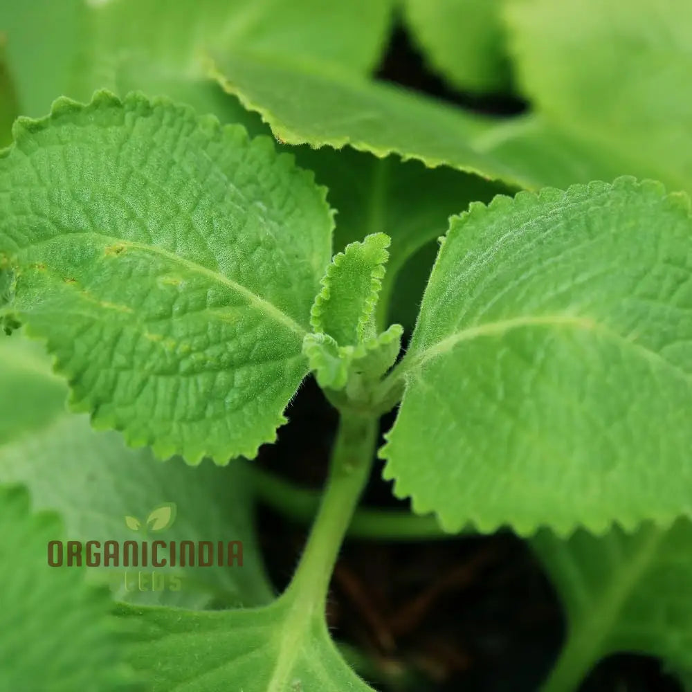 Cuban Oregano Plants Live Mexican Mint Spanish Thyme Rooted 5 To 7 Inches Vegetables Planting