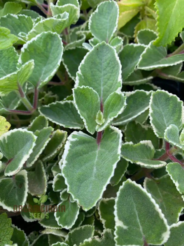 Cuban Oregano Plants Live Mexican Mint Spanish Thyme Rooted 5 To 7 Inches Vegetables Planting