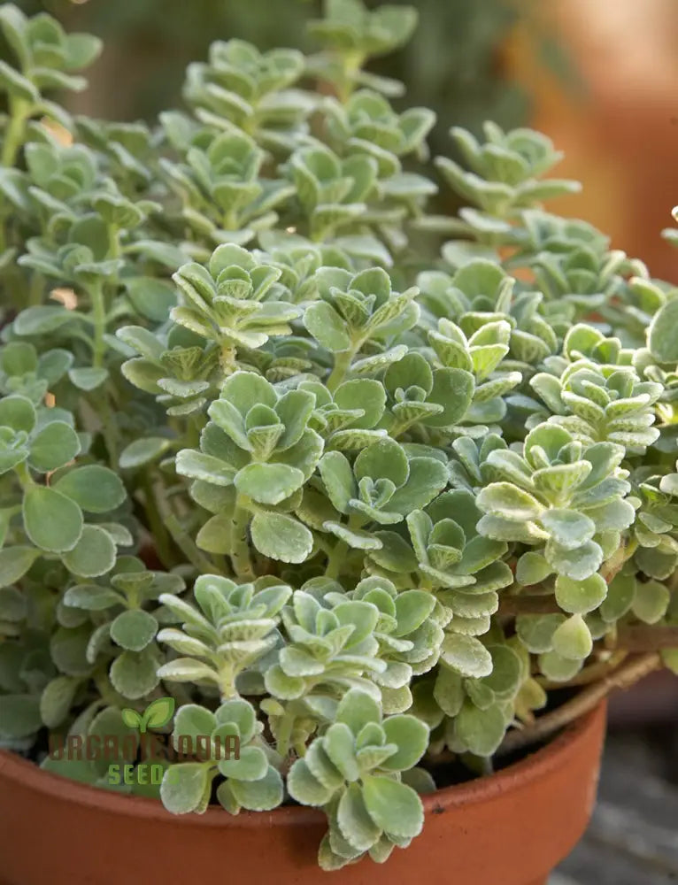 Cuban Oregano Plants Live Mexican Mint Spanish Thyme Rooted 5 To 7 Inches Vegetables Planting