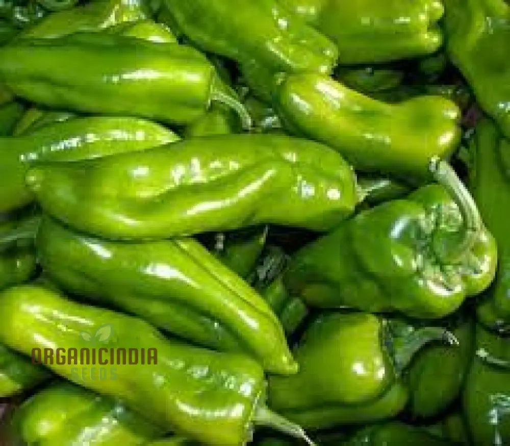 Cubanelle Sweet Pepper Seeds - Premium Quality For Gardening