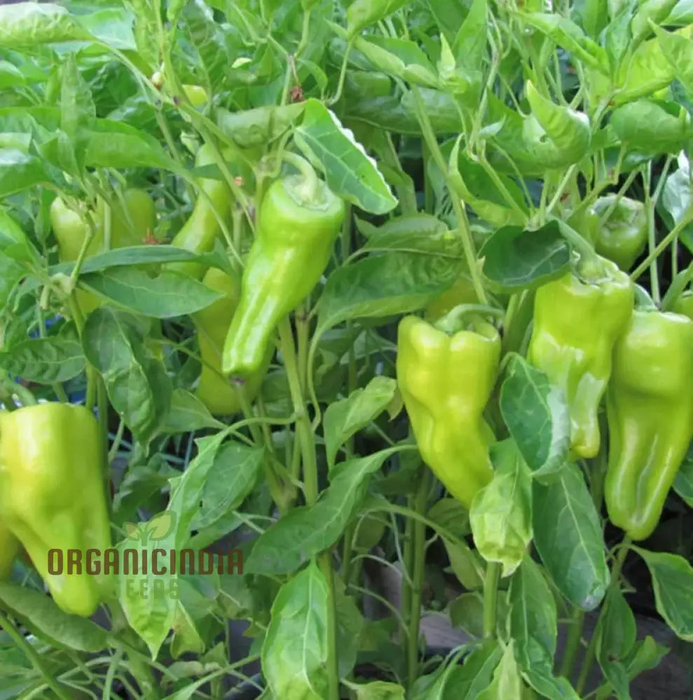 Cubanelle Sweet Pepper Seeds - Premium Quality For Gardening