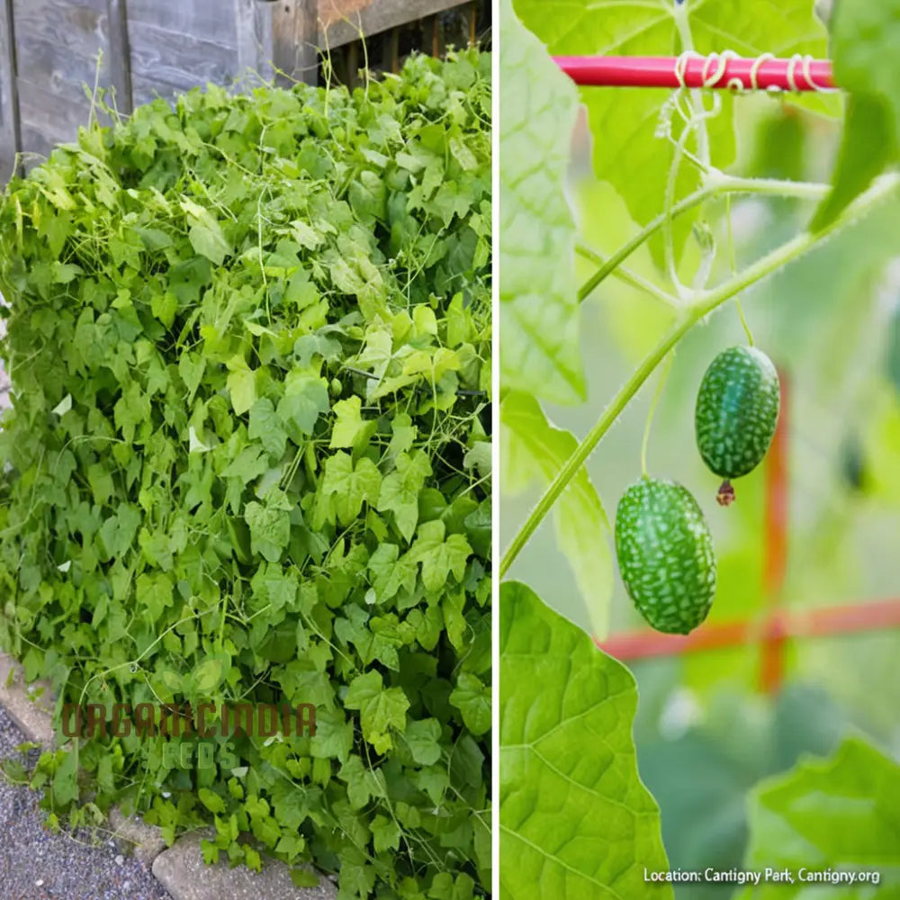 Cucamelon Seeds For A Fun And Flavorful Addition To Your Garden – Elevate Gardening Experience