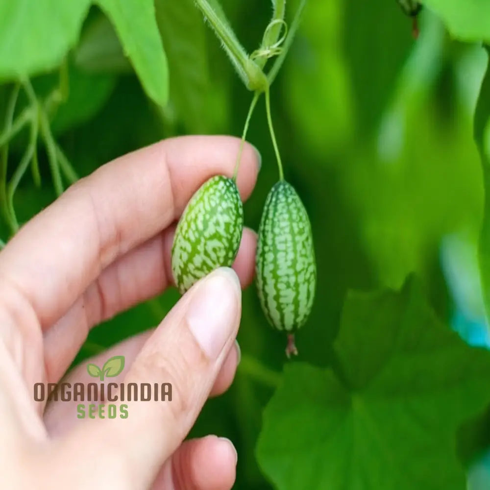 Cucamelon Seeds For A Fun And Flavorful Addition To Your Garden – Elevate Gardening Experience