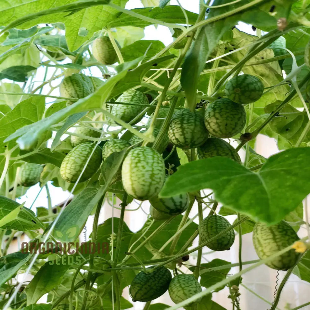 Cucamelon Seeds For A Fun And Flavorful Addition To Your Garden – Elevate Gardening Experience