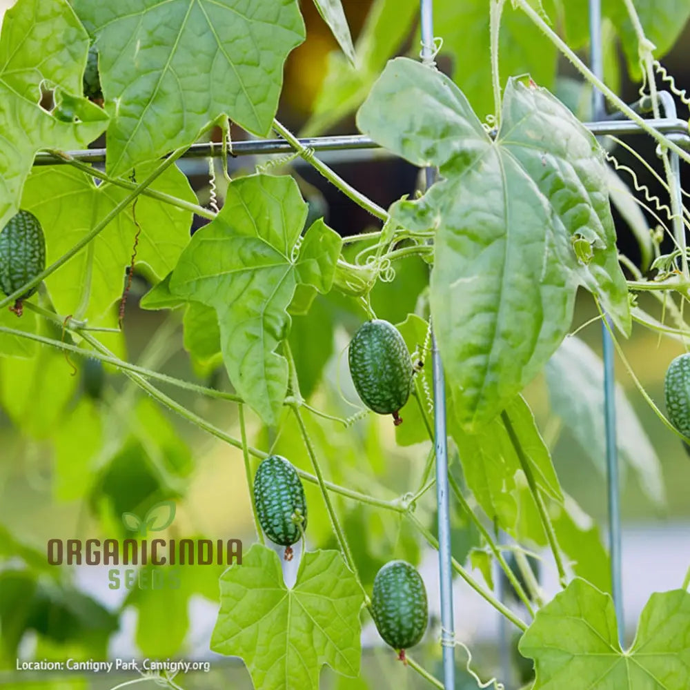 Cucamelon Seeds For A Fun And Flavorful Addition To Your Garden – Elevate Gardening Experience