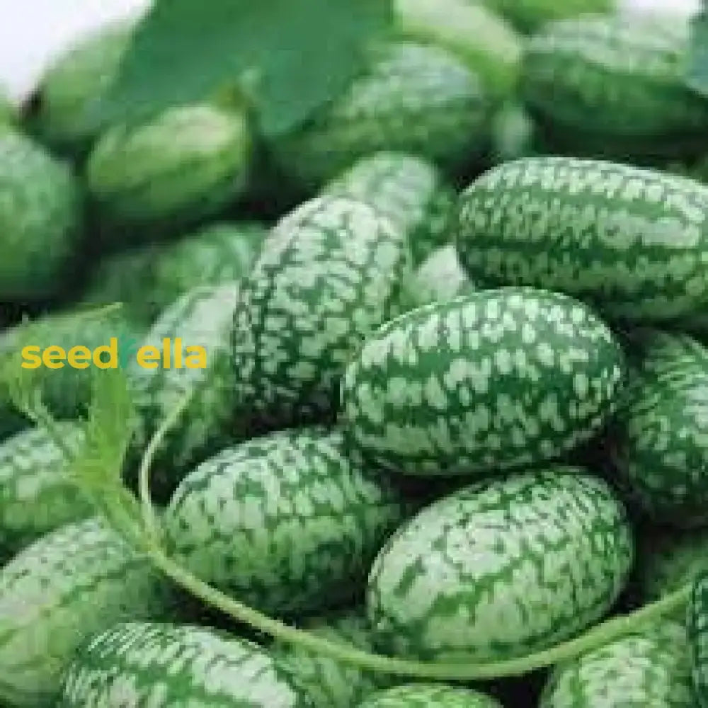 Cucamelon Seeds For Easy Planting: Grow Refreshing Fruits Fruit