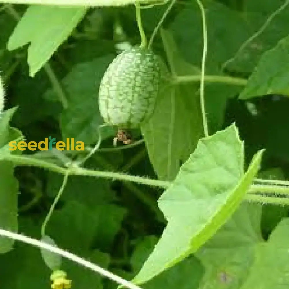 Cucamelon Seeds For Easy Planting: Grow Refreshing Fruits Fruit