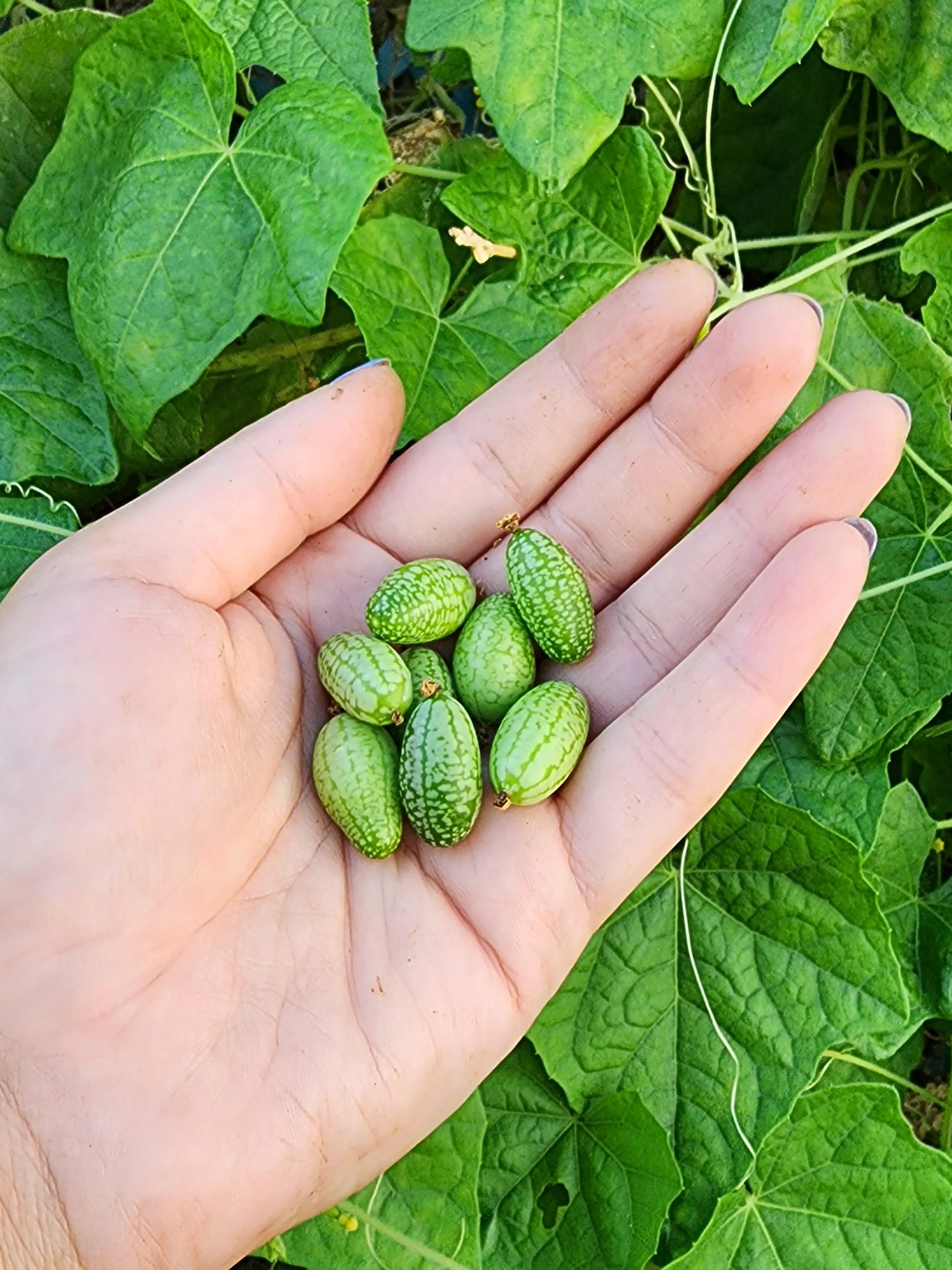 Cucamelon Seeds for a Fun and Flavorful Addition to Your Garden â€“ Elevate Your Gardening Experience with These Tiny, Crunchy Delights!