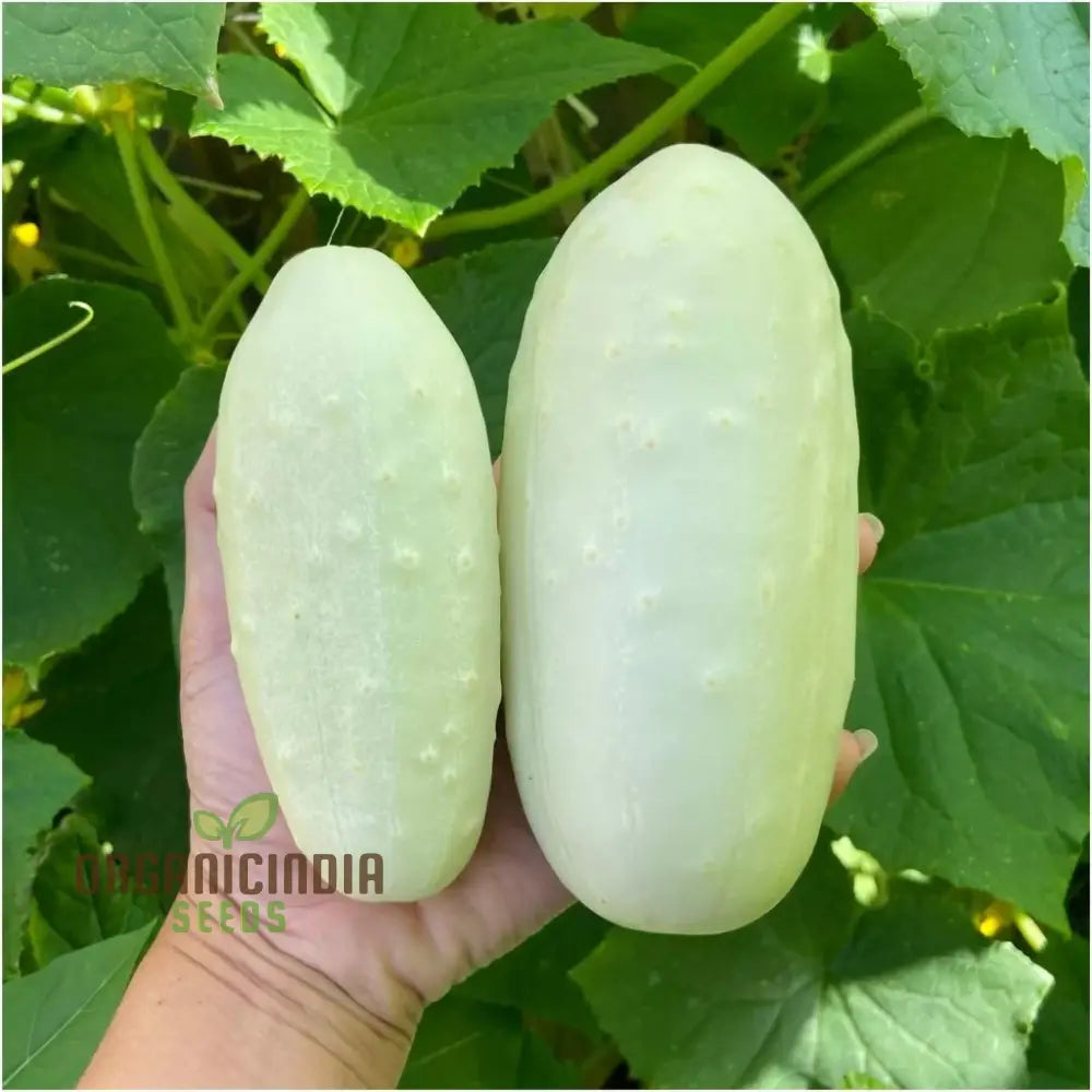 Cucumber Bush Seeds For Patio – Vegetable Planting (100 Pcs)