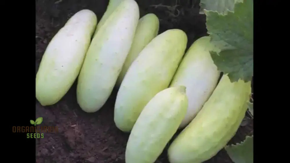 Cucumber Bush Seeds For Patio – Vegetable Planting (100 Pcs)