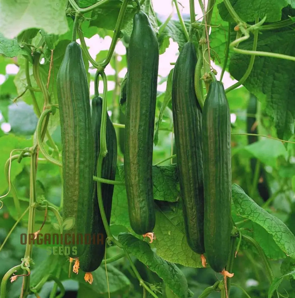 Cucumber Carmen F1 Hybrid Vegetable Seeds For Planting Premium Quality Cucumbers Your Home Garden