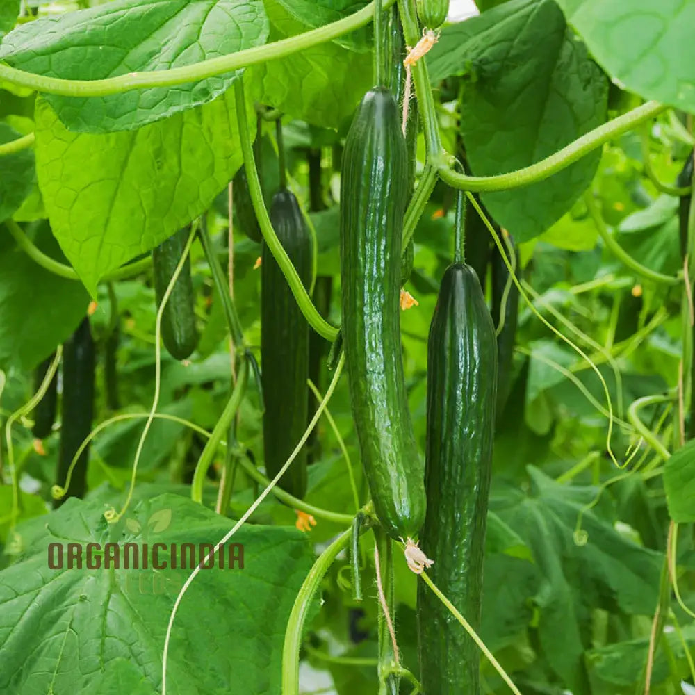 Cucumber Carmen F1 Hybrid Vegetable Seeds For Planting Premium Quality Cucumbers Your Home Garden