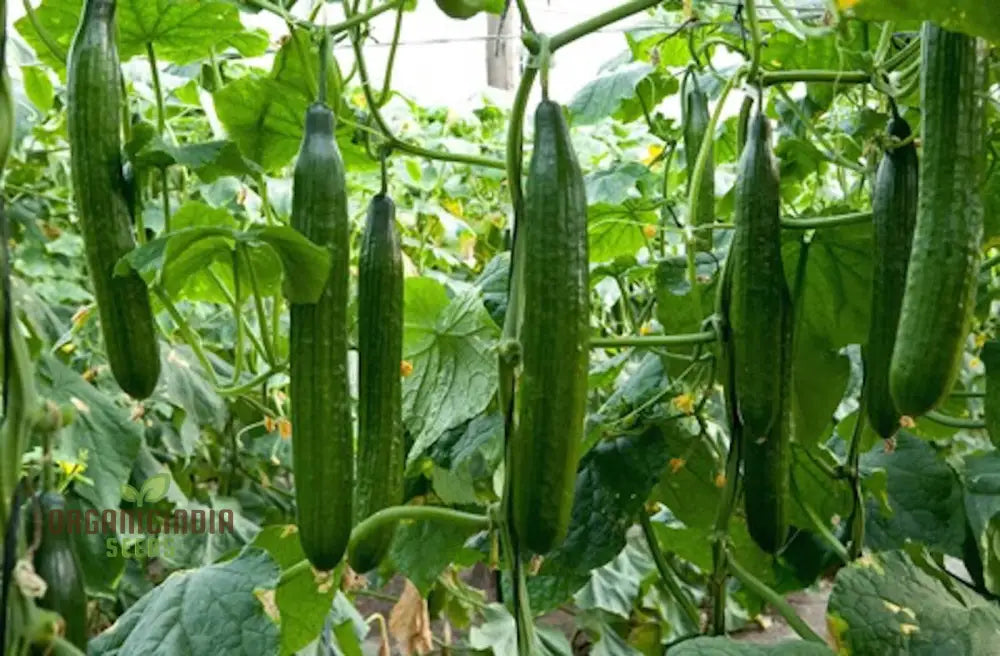 Cucumber Carmen F1 Hybrid Vegetable Seeds For Planting Premium Quality Cucumbers Your Home Garden