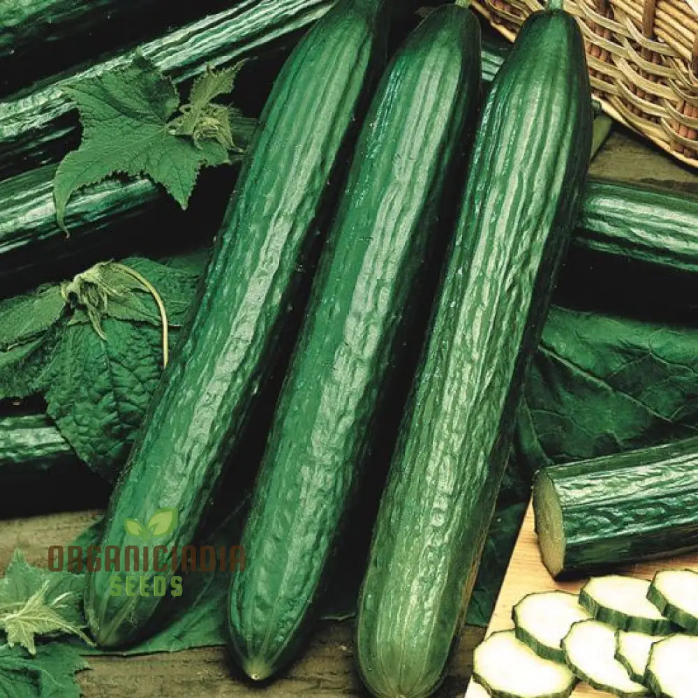 Cucumber Carmen F1 Hybrid Vegetable Seeds For Planting Premium Quality Cucumbers Your Home Garden