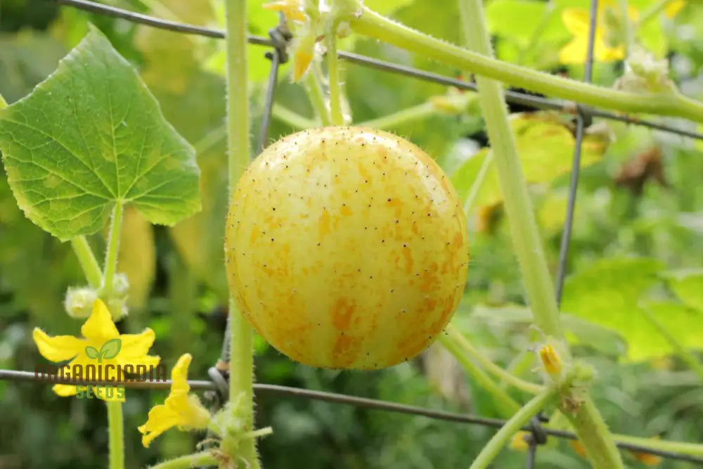 Cucumber - Crystal (Lemon) Seeds For Vibrant Harvests And Delicious Summer Salads – Perfect Your