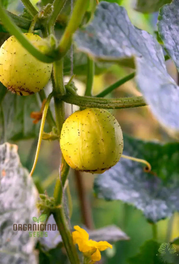 Cucumber - Crystal (Lemon) Seeds For Vibrant Harvests And Delicious Summer Salads – Perfect Your