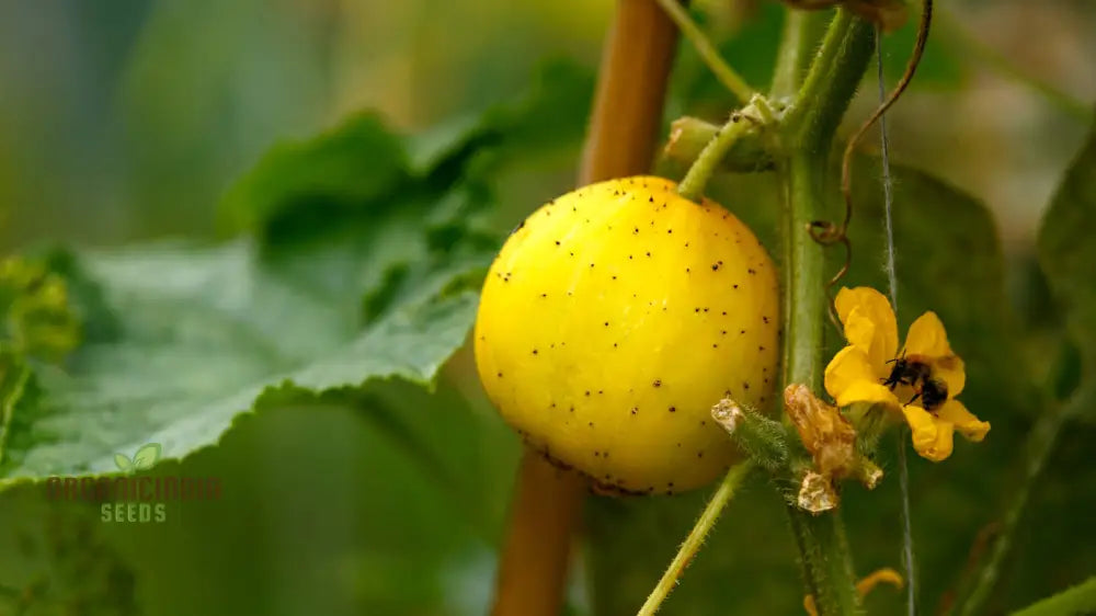 Cucumber - Crystal (Lemon) Seeds For Vibrant Harvests And Delicious Summer Salads – Perfect Your