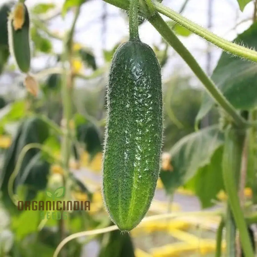 Cucumber Gherkin National Seeds For Planting Premium Quality Vegetable Home Gardeners